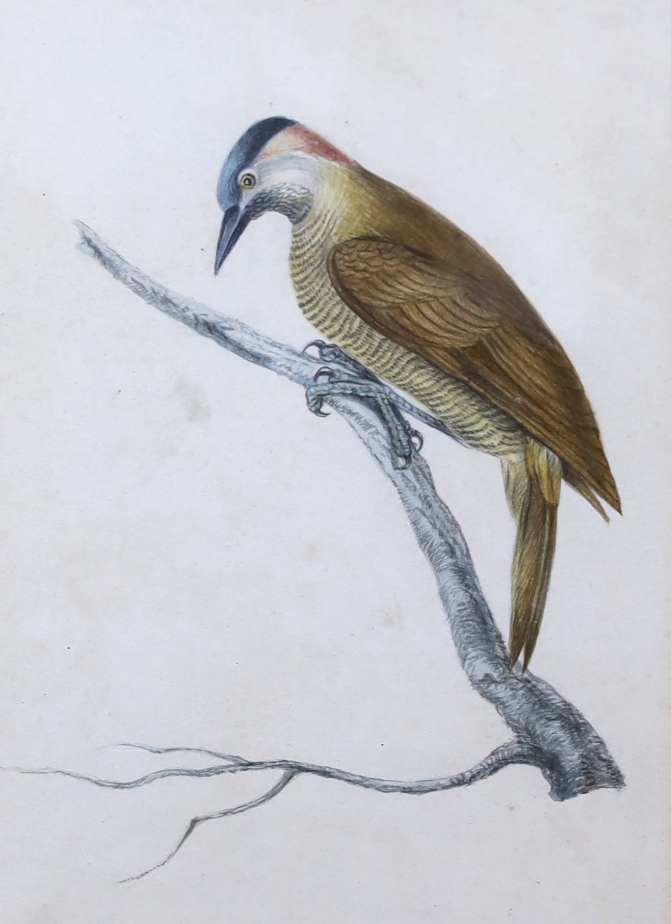 Early 19th century school, pair of watercolours, studies of birds including The Brazilian Finch, 17 x 12cm